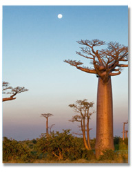À Madagascar, promis, il fait beau