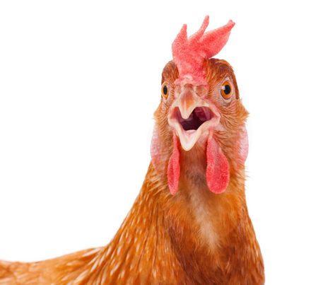chicken