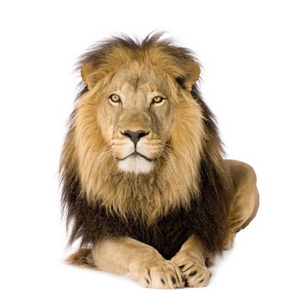 lions
